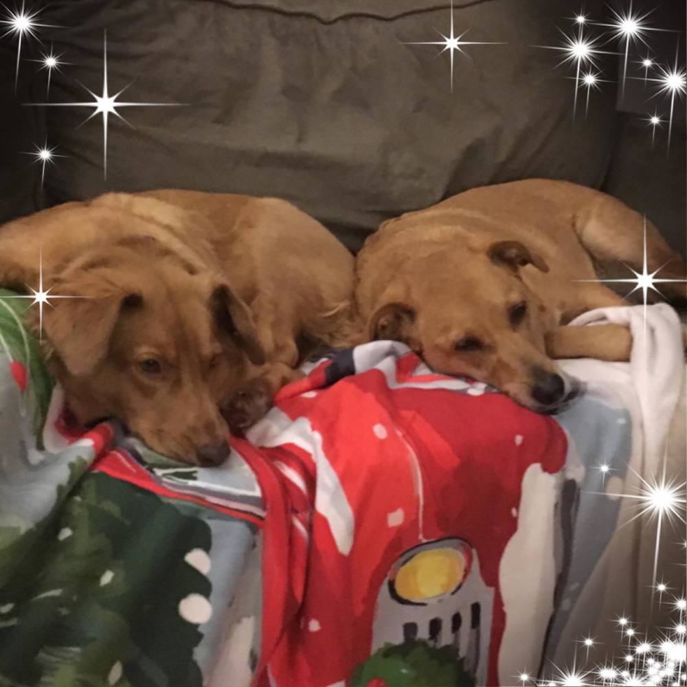 Meet your Posher, Carol